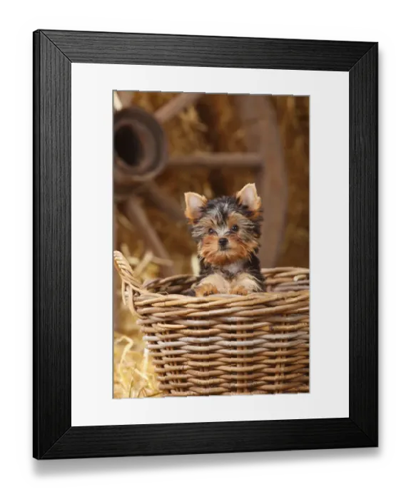 Framed Print : Yorkshire Terrier, puppy age 11 weeks, looking out of basket Framed Print : Yorkshire Terrier, puppy age 11 weeks, looking out of basket