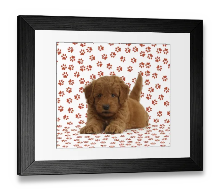 Framed Print : Golden Retriever x Poodle F1b Goldendoodle puppy on paw print background Framed Print : Golden Retriever x Poodle F1b Goldendoodle puppy on paw print background