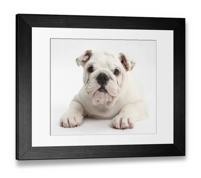 Framed Print : White Bulldog puppy, 12 weeks Framed Print : White Bulldog puppy, 12 weeks