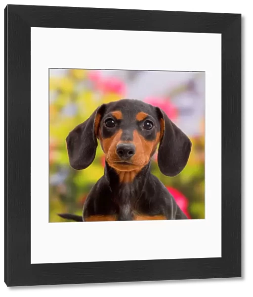 Black-and-tan Dachshund puppy portrait
