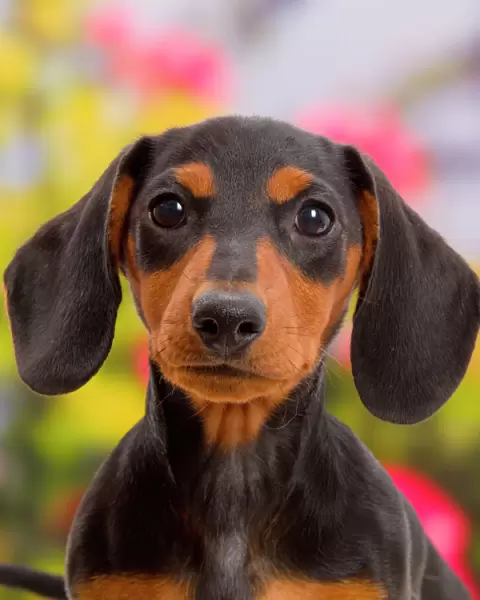 Black-and-tan Dachshund puppy portrait