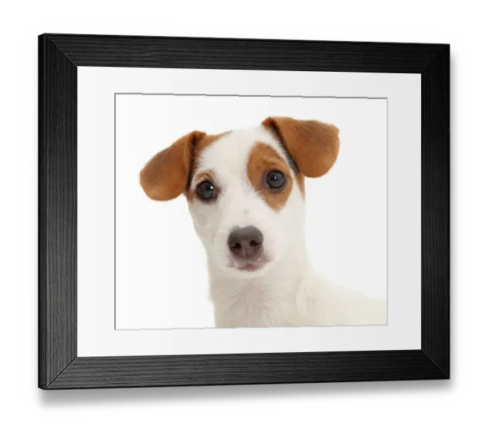Framed Print : Jack Russell Terrier puppy Framed Print : Jack Russell Terrier puppy