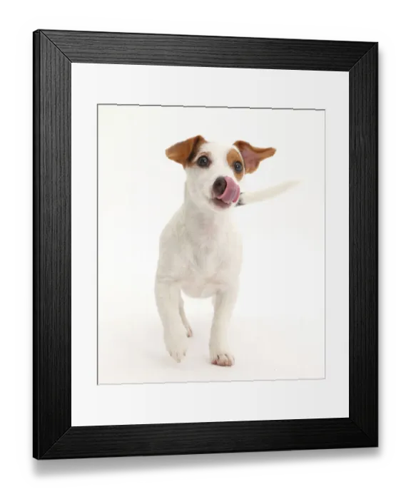 Framed Print : Jack Russell Terrier puppy walking and licking her nose Framed Print : Jack Russell Terrier puppy walking and licking her nose