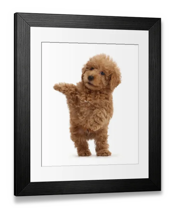 Framed Print : Red Toy labradoodle puppy jumping up Framed Print : Red Toy labradoodle puppy jumping up