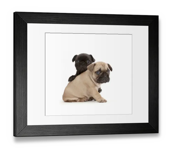 Framed Print : French Bulldog puppies, age 5 weeks Framed Print : French Bulldog puppies, age 5 weeks