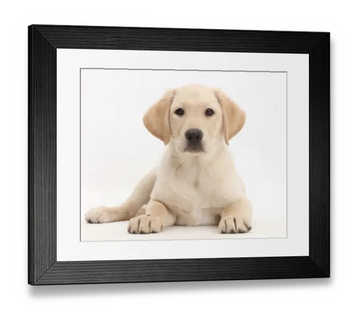 Framed Print : Yellow Labrador Retriever puppy, age 9 weeks, lying with head up Framed Print : Yellow Labrador Retriever puppy, age 9 weeks, lying with head up