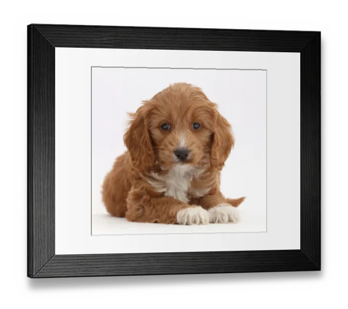 Framed Print : Red Toy Cockapoo puppy Framed Print : Red Toy Cockapoo puppy