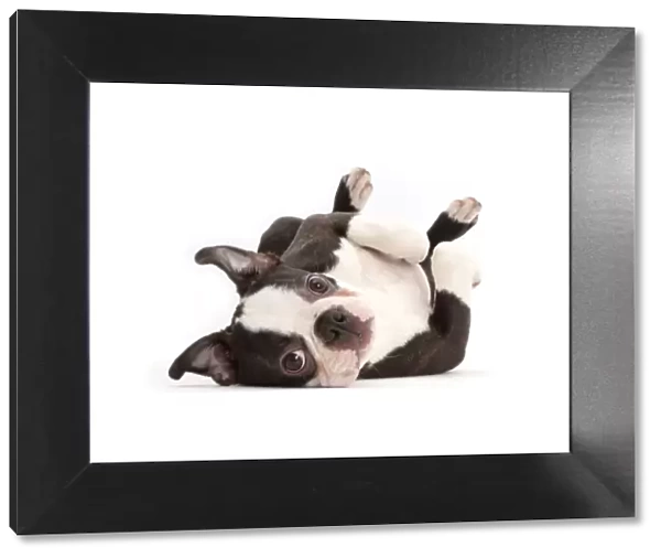Boston Terrier, age 5 months, lying on his back