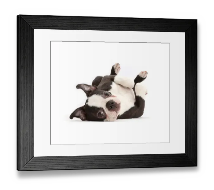 Framed Print : Boston Terrier, age 5 months, lying on his back Framed Print : Boston Terrier, age 5 months, lying on his back