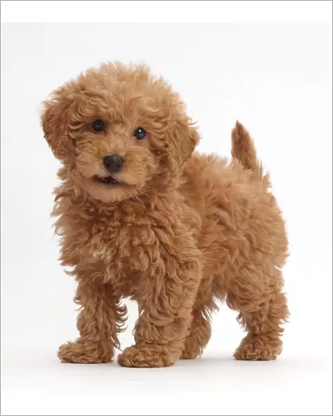 Red Toy labradoodle puppy standing