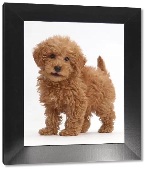Red Toy labradoodle puppy standing