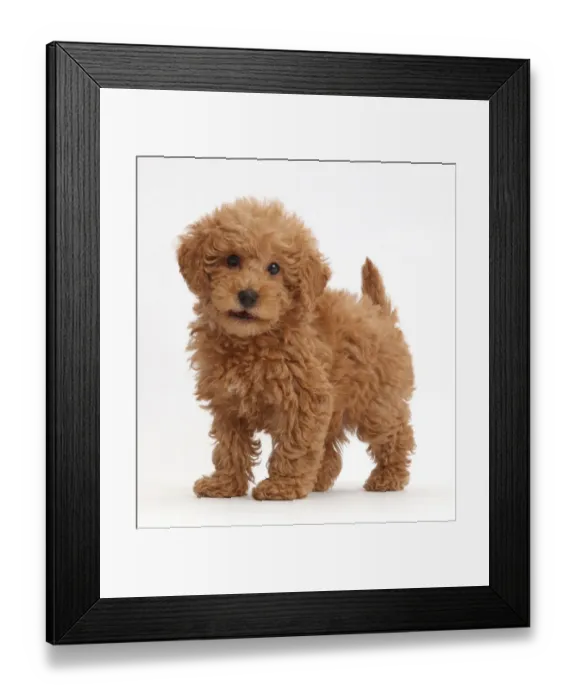 Framed Print : Red Toy labradoodle puppy standing