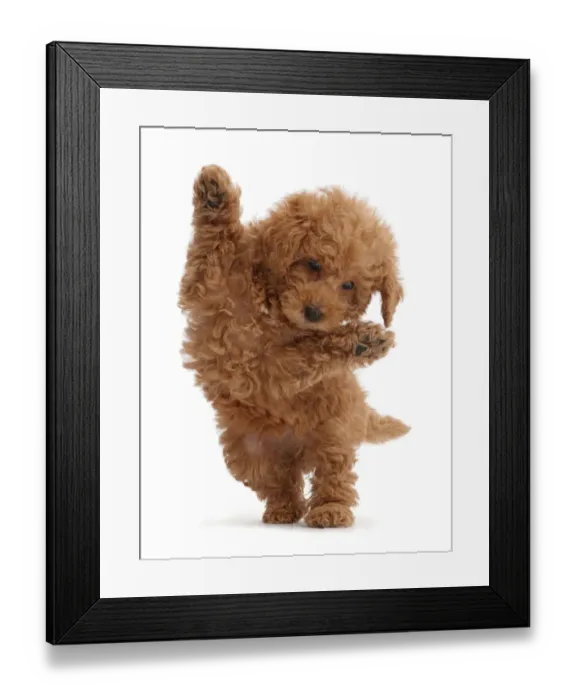 Framed Print : Red Toy labradoodle puppy jumping up Framed Print : Red Toy labradoodle puppy jumping up