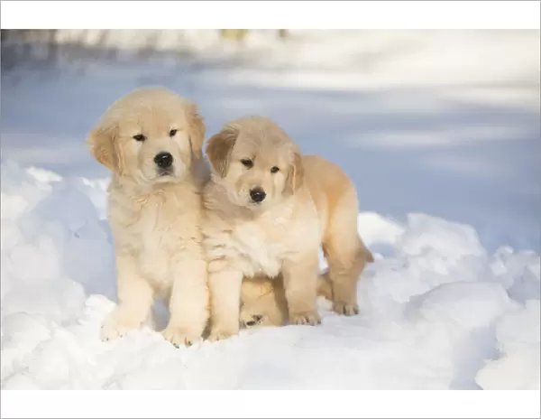 Golden Retriever pups in snow, Holland, Massachusetts, USA