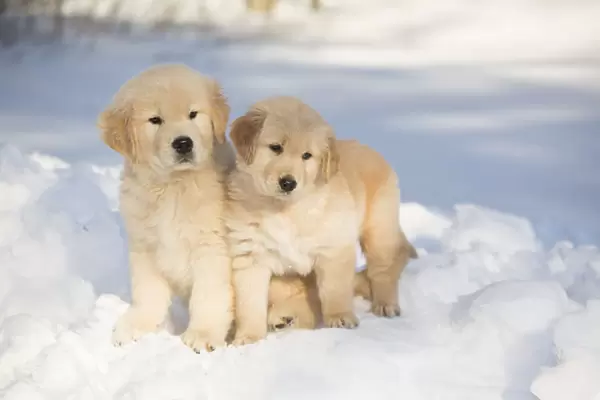 Golden Retriever pups in snow, Holland, Massachusetts, USA