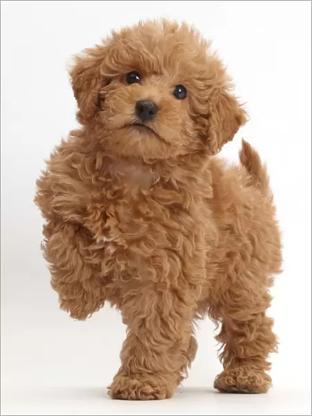 Red Toy labradoodle puppy standing with paw raised