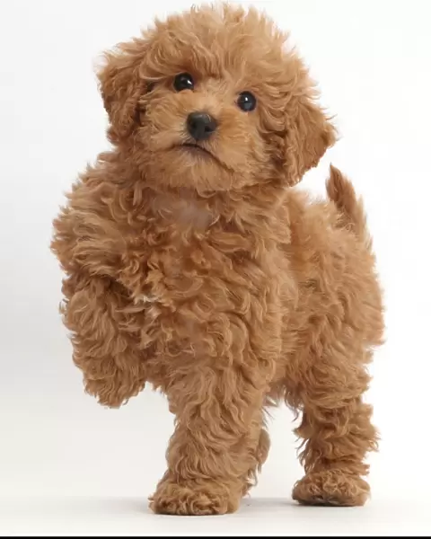 Red Toy labradoodle puppy standing with paw raised