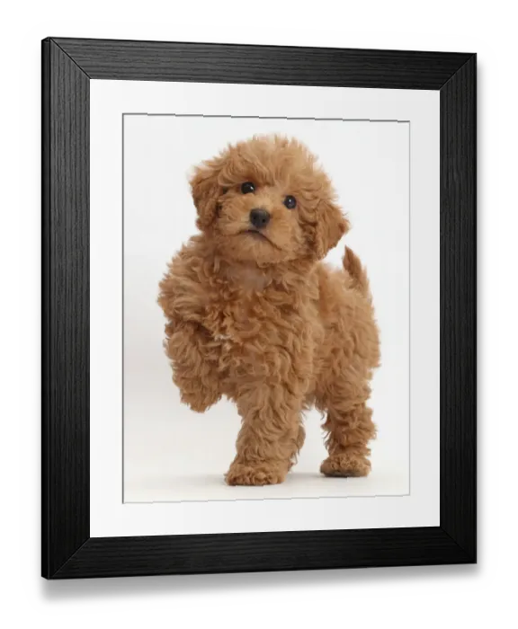 Framed Print : Red Toy labradoodle puppy standing with paw raised Framed Print : Red Toy labradoodle puppy standing with paw raised