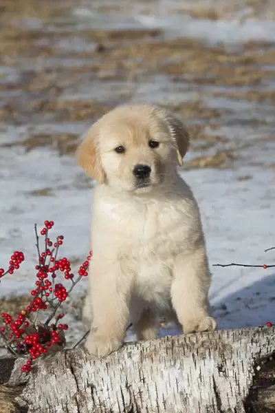 Golden retriever puppy, age 9 weeks in early January, Spencer, Massachusetts, USA