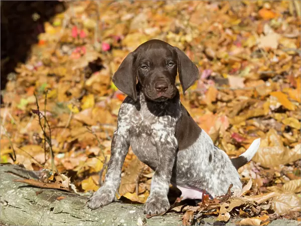 German shorthair pointer puppy, Pomfret, Connecticut, USA