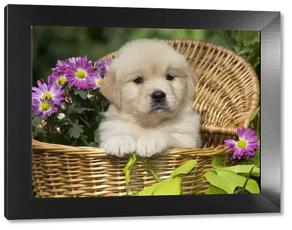 Golden Retriever puppy in wooden basket with purple flowers; USA