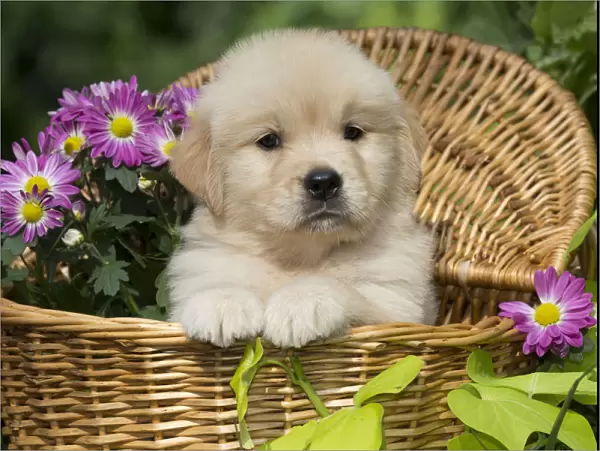 Golden Retriever puppy in wooden basket with purple flowers; USA