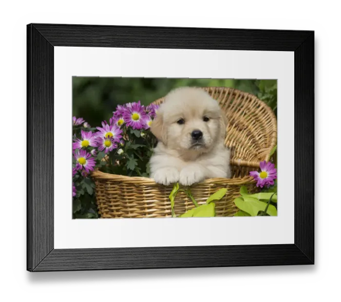 Framed Print : Golden Retriever puppy in wooden basket with purple flowers; USA Framed Print : Golden Retriever puppy in wooden basket with purple flowers; USA