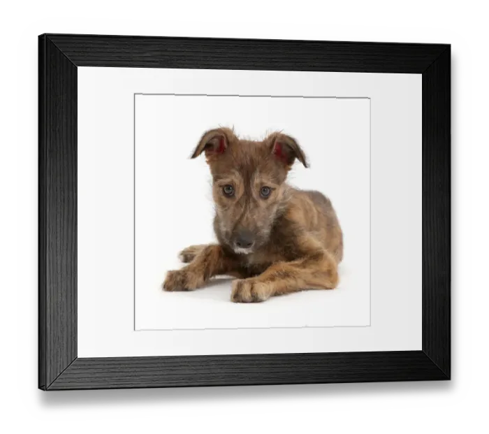 Framed Print : Brindle Lurcher dog puppy lying head up Framed Print : Brindle Lurcher dog puppy lying head up