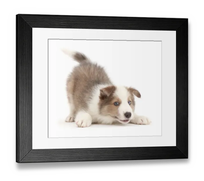Framed Print : Sable-and-white Border Collie puppy, age 8 weeks, in play-bow Framed Print : Sable-and-white Border Collie puppy, age 8 weeks, in play-bow