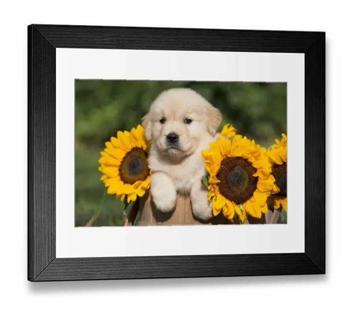Framed Print : Golden Retriever puppy in wooden basket with sunflowers; USA Framed Print : Golden Retriever puppy in wooden basket with sunflowers; USA