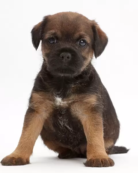 Border Terrier puppy, age 5 weeks