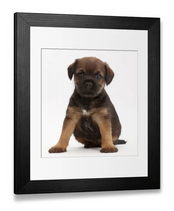 Framed Print : Border Terrier puppy, age 5 weeks Framed Print : Border Terrier puppy, age 5 weeks
