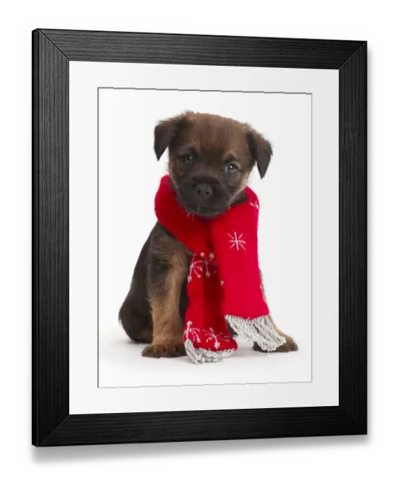Framed Print : Border Terrier puppy, age 5 weeks, wearing red Christmas scarf Framed Print : Border Terrier puppy, age 5 weeks, wearing red Christmas scarf