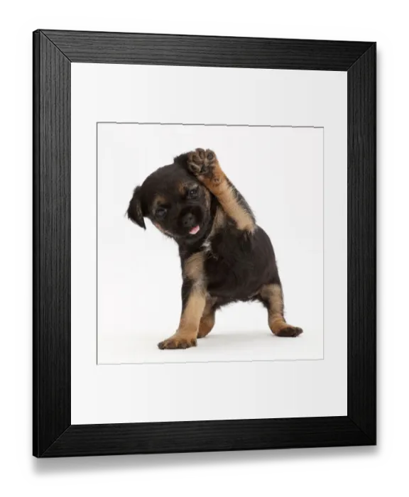 Framed Print : Border Terrier puppy, age 5 weeks, with raised paw Framed Print : Border Terrier puppy, age 5 weeks, with raised paw