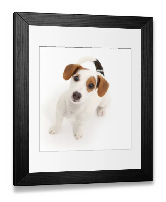 Framed Print : Jack Russell Terrier puppy sitting and looking up Framed Print : Jack Russell Terrier puppy sitting and looking up