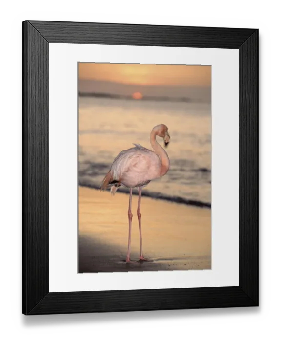 Framed Print : Greater flamingo on beach at sunset, Galapagos Islands Framed Print : Greater flamingo on beach at sunset, Galapagos Islands