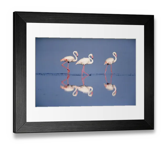 Framed Print : Three Greater flamingos {Phoenicopterus ruber} Serengeti NP, Tanzania Framed Print : Three Greater flamingos {Phoenicopterus ruber} Serengeti NP, Tanzania