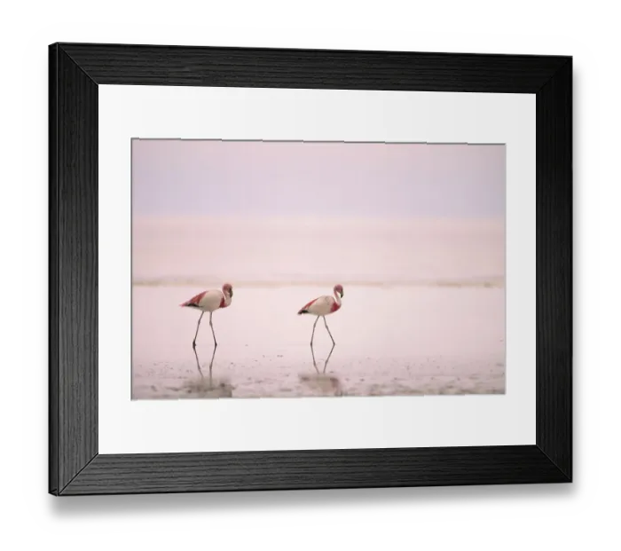 Framed Print : Jamess flamingos {Phoenicoparrus jamesi} Laguna Colorado, Bolivia Framed Print : Jamess flamingos {Phoenicoparrus jamesi} Laguna Colorado, Bolivia