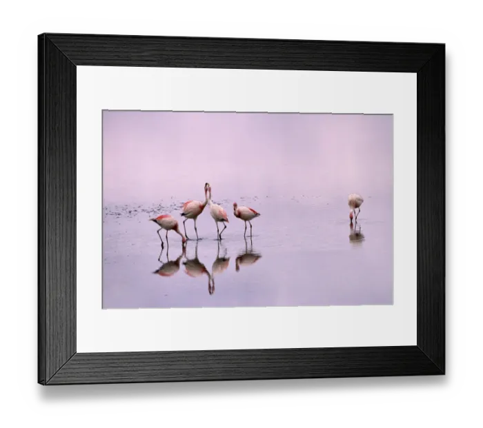 Framed Print : Jamess flamingos (Phoenicoparrus jamesi) Laguna Colorado, Bolivia Framed Print : Jamess flamingos (Phoenicoparrus jamesi) Laguna Colorado, Bolivia