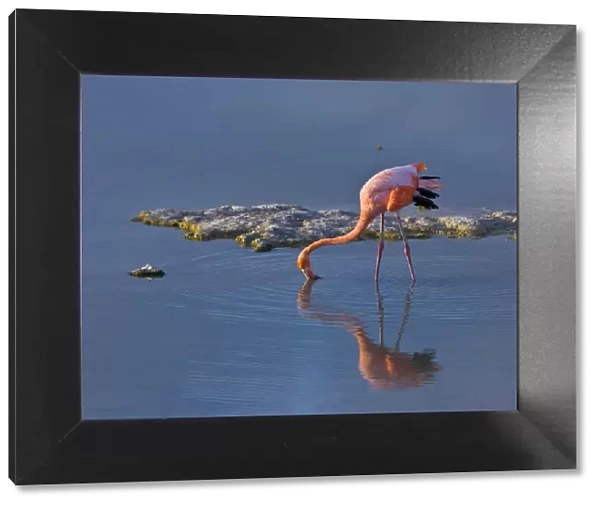 Greater flamingo {Phoenicopterus ruber} feeding in coastal lagoon, Isabela Island
