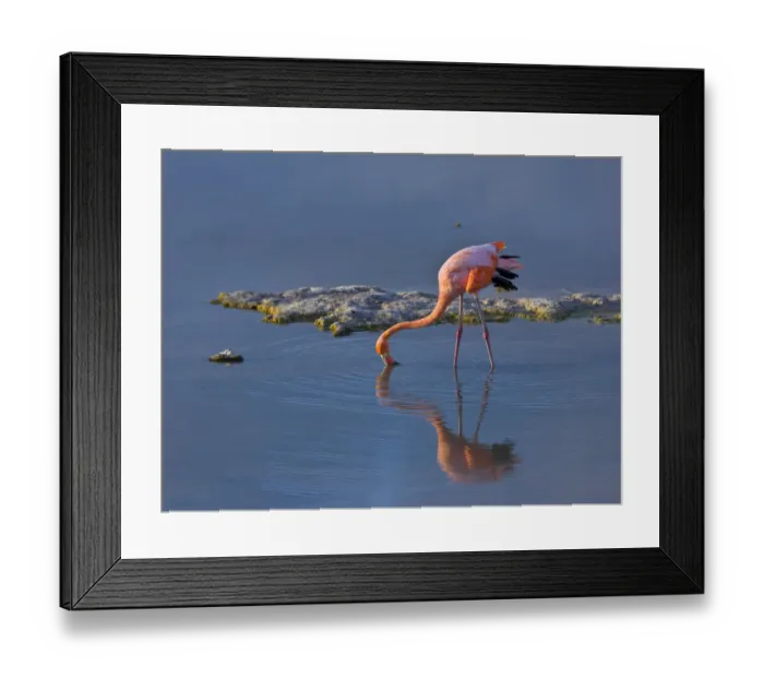Framed Print : Greater flamingo {Phoenicopterus ruber} feeding in coastal lagoon, Isabela Island Framed Print : Greater flamingo {Phoenicopterus ruber} feeding in coastal lagoon, Isabela Island