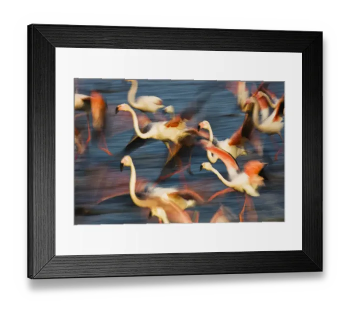 Framed Print : Greater flamingos (Phoenicopterus roseus) taking off from lagoon, Camargue, France Framed Print : Greater flamingos (Phoenicopterus roseus) taking off from lagoon, Camargue, France