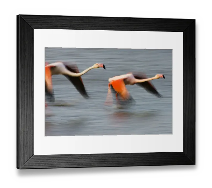 Framed Print : Two Greater flamingos (Phoenicopterus roseus) flying over lagoon, Camargue, France Framed Print : Two Greater flamingos (Phoenicopterus roseus) flying over lagoon, Camargue, France