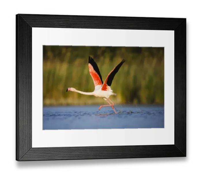 Framed Print : Greater flamingo (Phoenicopterus roseus) taking off from lagoon, Camargue, France Framed Print : Greater flamingo (Phoenicopterus roseus) taking off from lagoon, Camargue, France