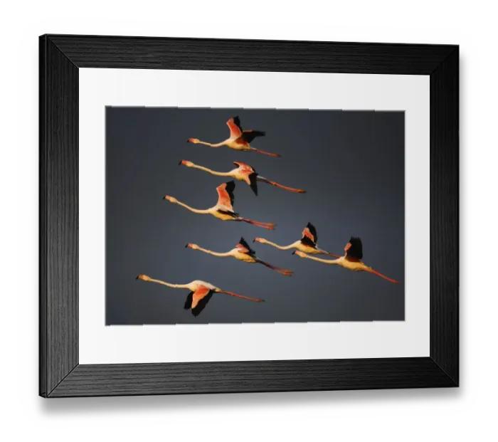 Framed Print : Greater flamingos (Phoenicopterus roseus) in flight, Camargue, France, April 2009 Framed Print : Greater flamingos (Phoenicopterus roseus) in flight, Camargue, France, April 2009