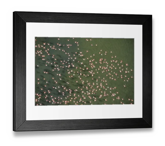Framed Print : Aerial view of Greater flamingo (Phoenicopterus ruber) flock in flight, Bahia de Cadiz Natural Park Framed Print : Aerial view of Greater flamingo (Phoenicopterus ruber) flock in flight, Bahia de Cadiz Natural Park