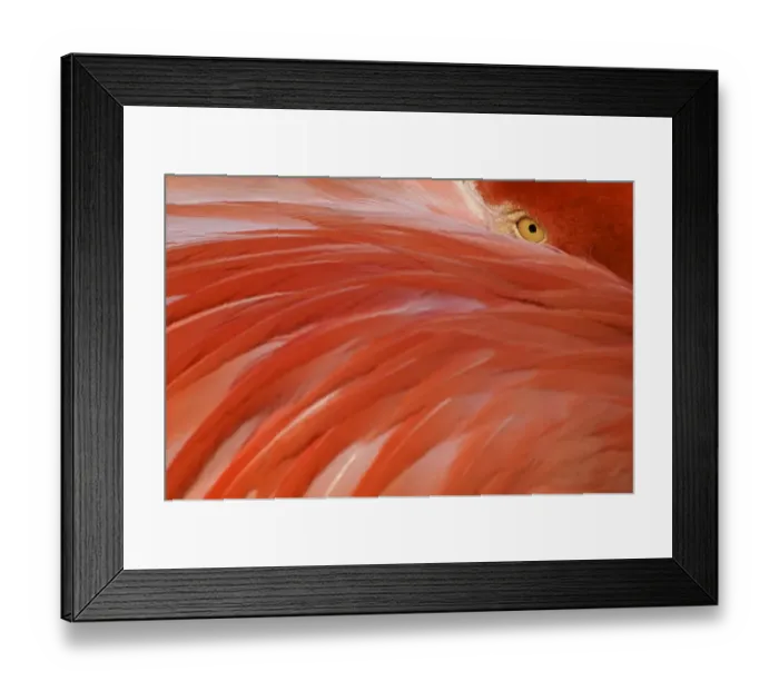 Framed Print : Greater flamingo (Phoenicopterus ruber) head sticking out from behind wing, captive Framed Print : Greater flamingo (Phoenicopterus ruber) head sticking out from behind wing, captive