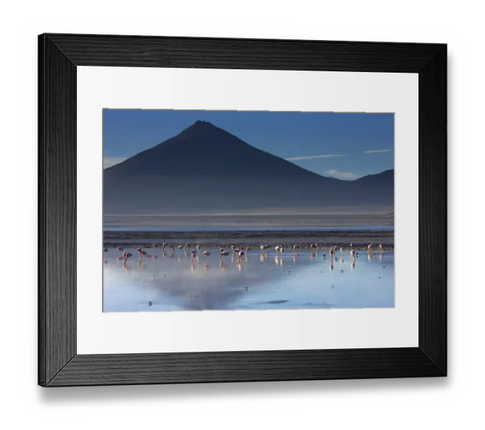 Framed Print : Flamingos on Laguna / Lake Colorado at dawn, Eduardo Avaroa Andean Fauna National Reserve Framed Print : Flamingos on Laguna / Lake Colorado at dawn, Eduardo Avaroa Andean Fauna National Reserve