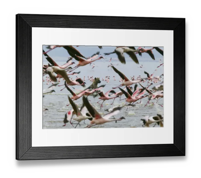 Framed Print : Spotted hyena (Crocuta crocuta) hunting Lesser flamingoes (Phoenicopterus minor) Lake Nakuru Framed Print : Spotted hyena (Crocuta crocuta) hunting Lesser flamingoes (Phoenicopterus minor) Lake Nakuru