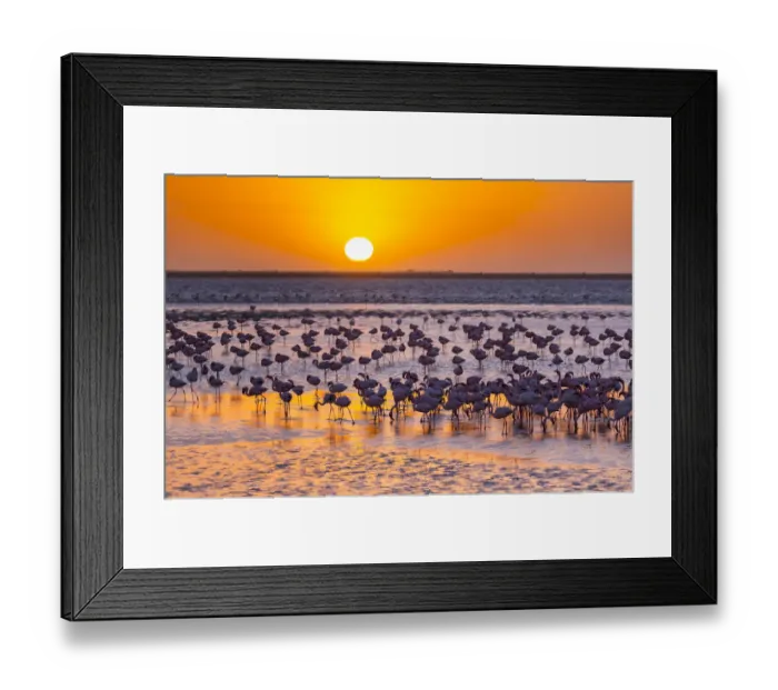 Framed Print : Lesser flamingos (Phoeniconaias minor) wading in saltwater lagoon at sunset, Salinas Framed Print : Lesser flamingos (Phoeniconaias minor) wading in saltwater lagoon at sunset, Salinas